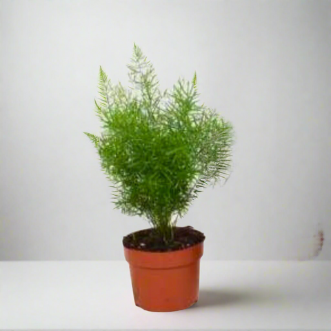 Asparagus densiflorus (Asparagus Fern)