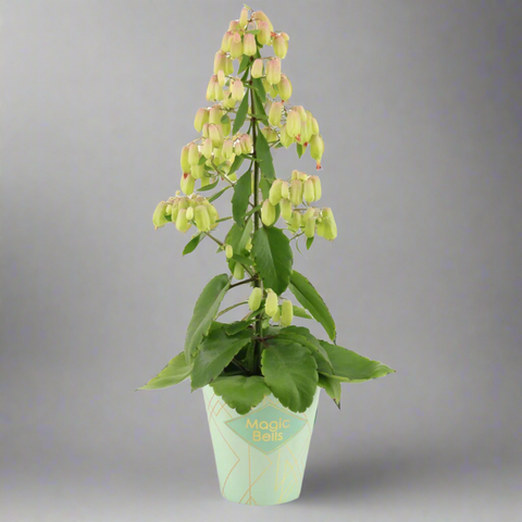 Potted plant with green leaves and small flowers in a light blue pot on a white background