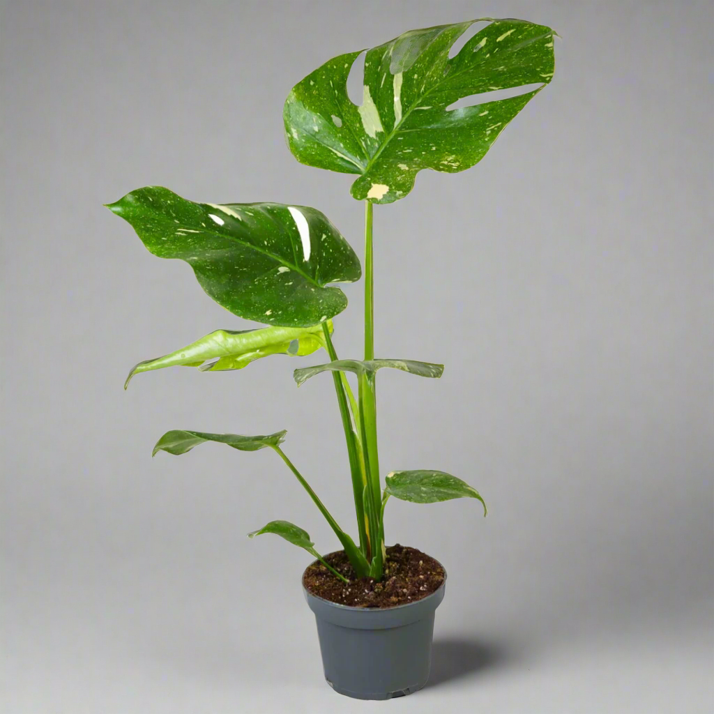Monstera Thai Constellation Cheese Plant