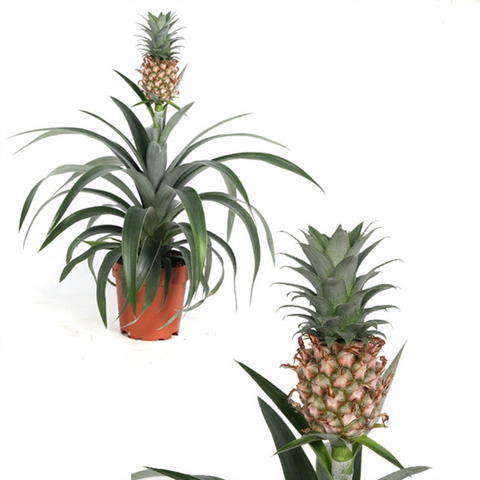 Pineapple Plant (Ananas comosus) (12Ø 37cm)
