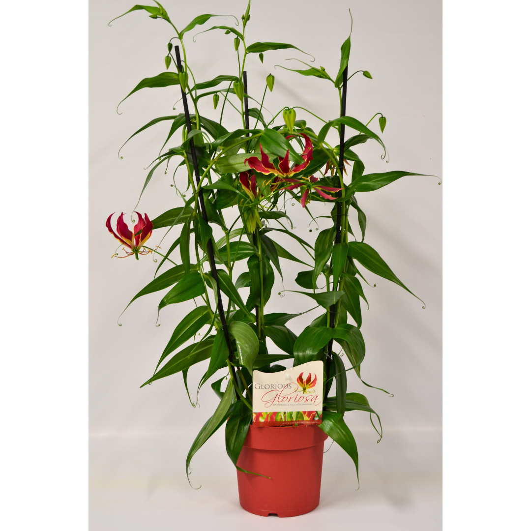 Gloriosa Rothschildiana: The Climbing Glory Lily