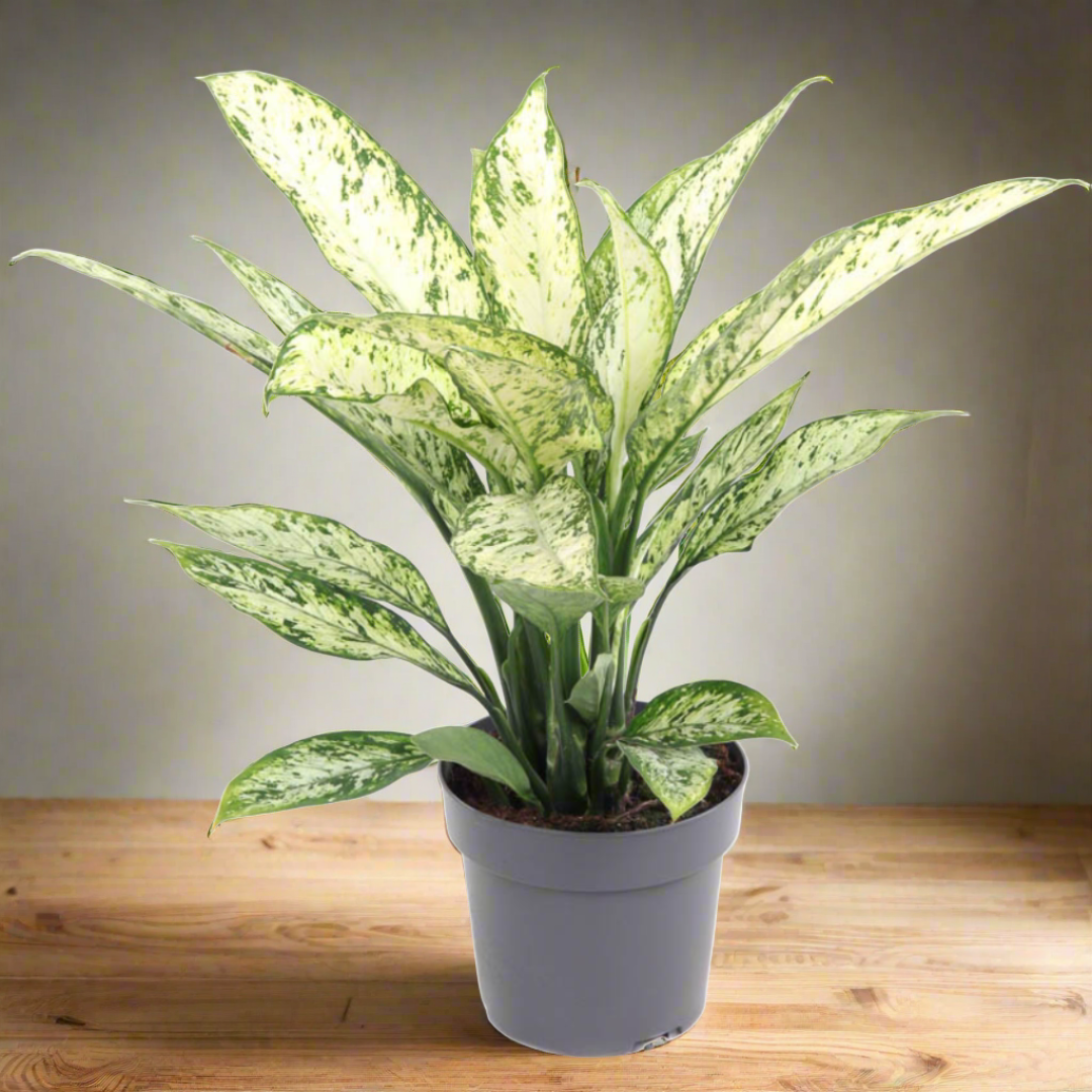 Dieffenbachia Vesuvius (19Ø 55cm)