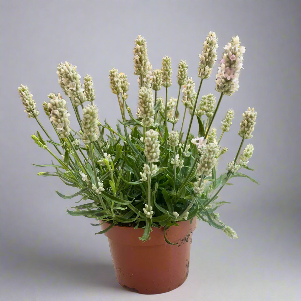 Lavandula angustifolia (White)