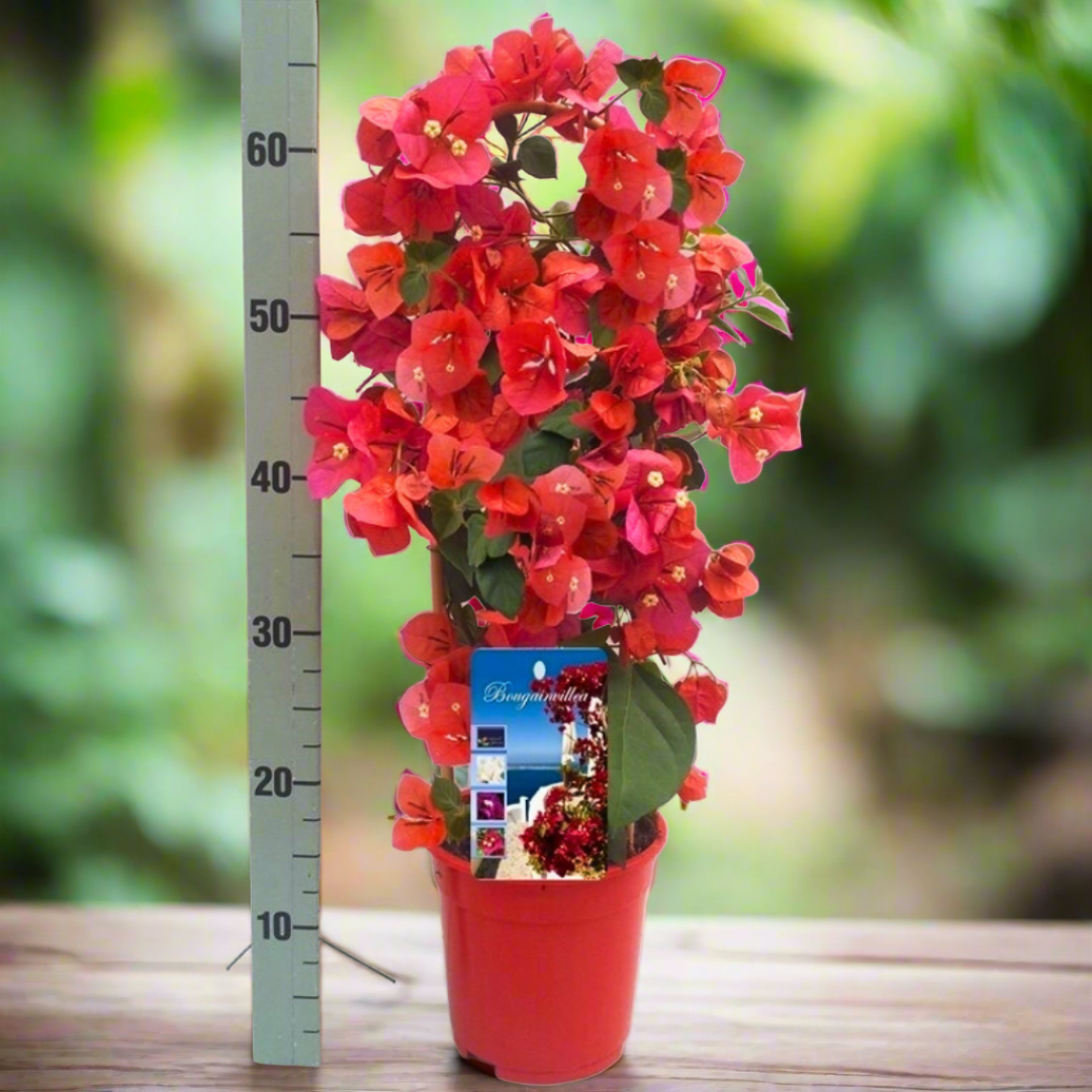 Bougainvillea (17Ø 70cm)