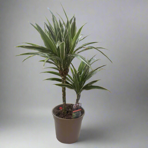 Dracaena Deremensis