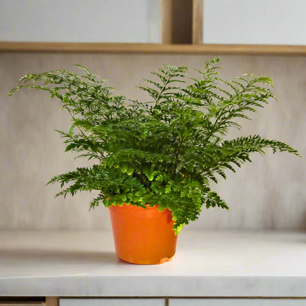 Asplenium Parvati (Mother Fern) (12Ø 25cm) £5.99