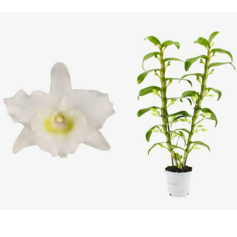 Dendrobium Nobile (12Ø 60cm 2Br)