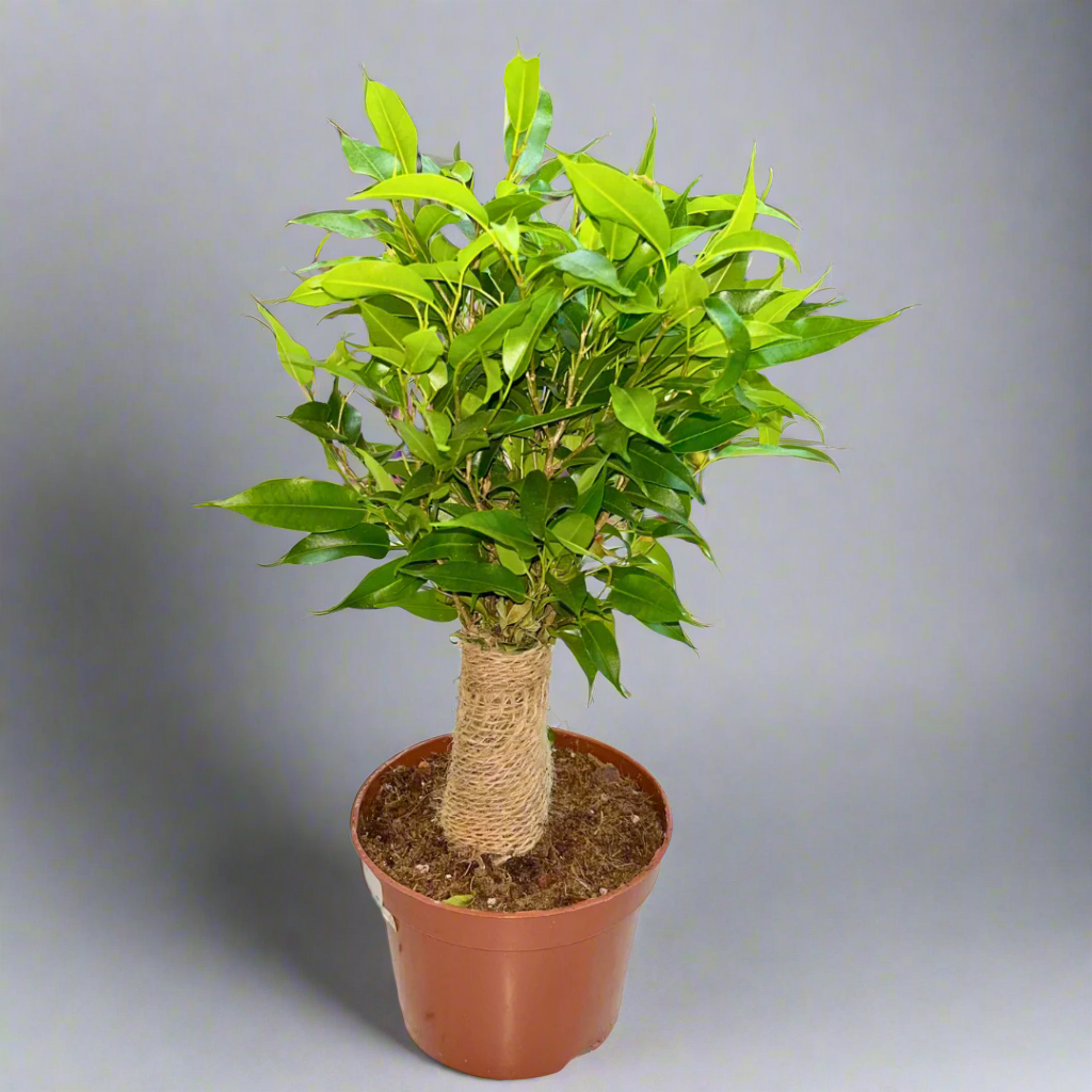 Ficus benjamina 'Natasja'(12Ø 35cm)
