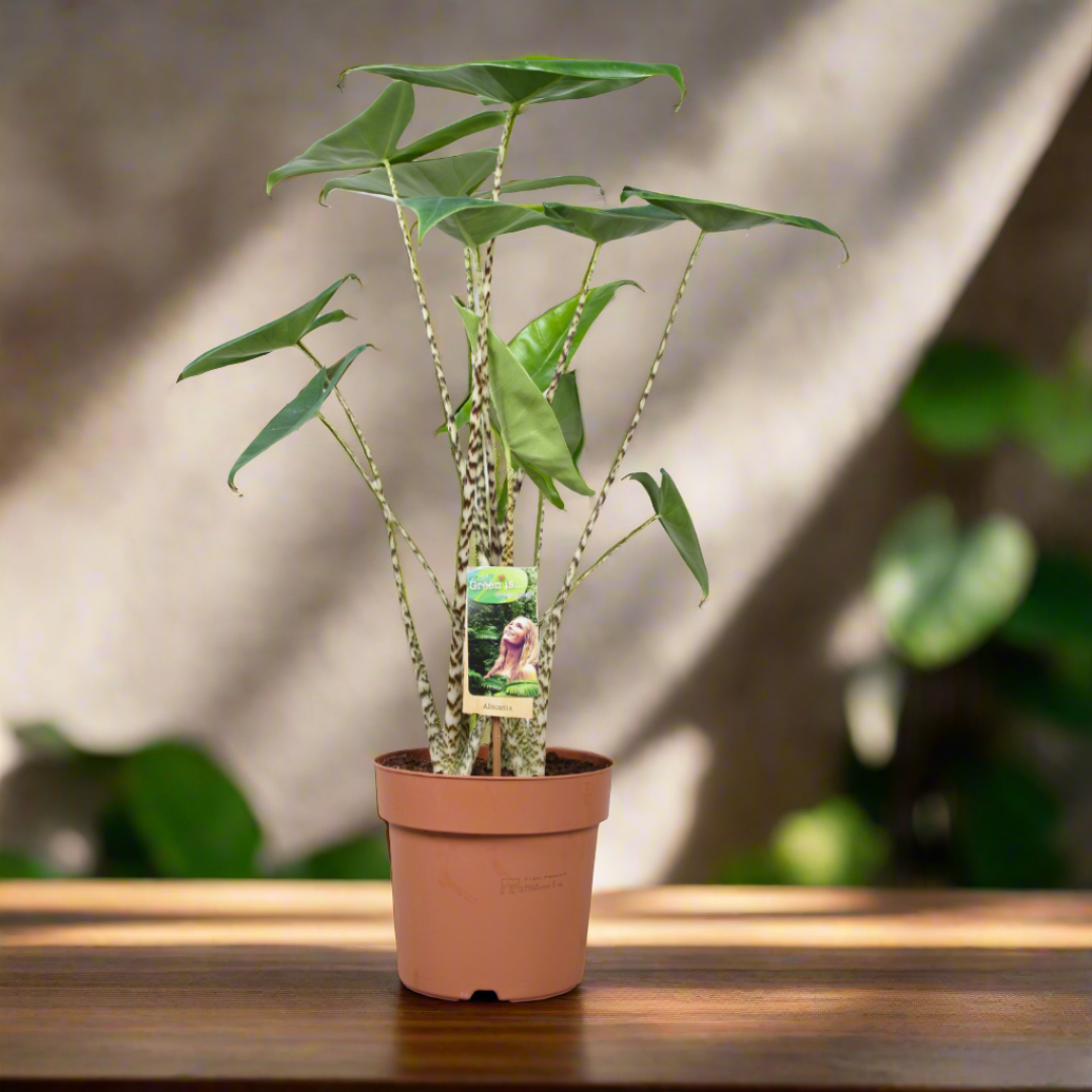 Alocasia Zebrina (19Ø 70cm)