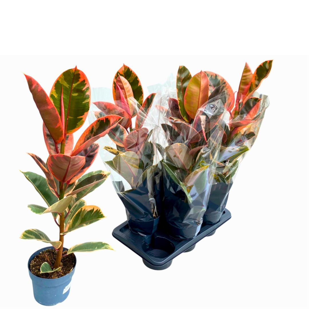 Ficus Elastica 'Belize' (17Ø 56cm)