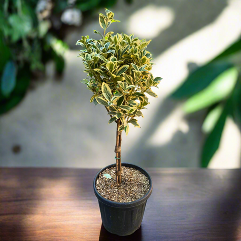 Euonymus Japonicus Bravo 1/4 Fusto CLT 9