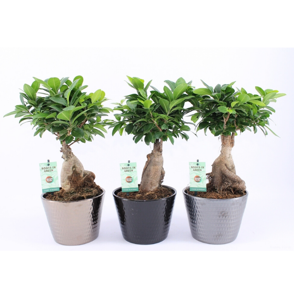 Ficus Ginseng Bonsai