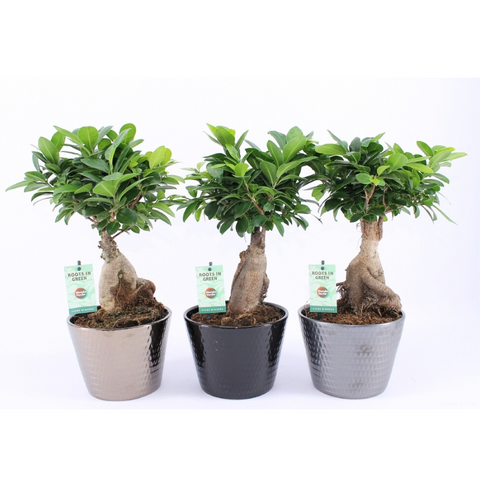 Ficus Ginseng Bonsai