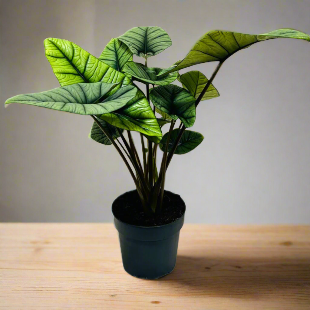 Alocasia Platinum (19Ø 60cm)