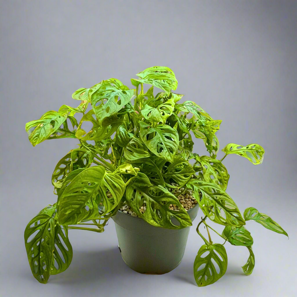 Monstera Obliqua: The Elusive Windowleaf