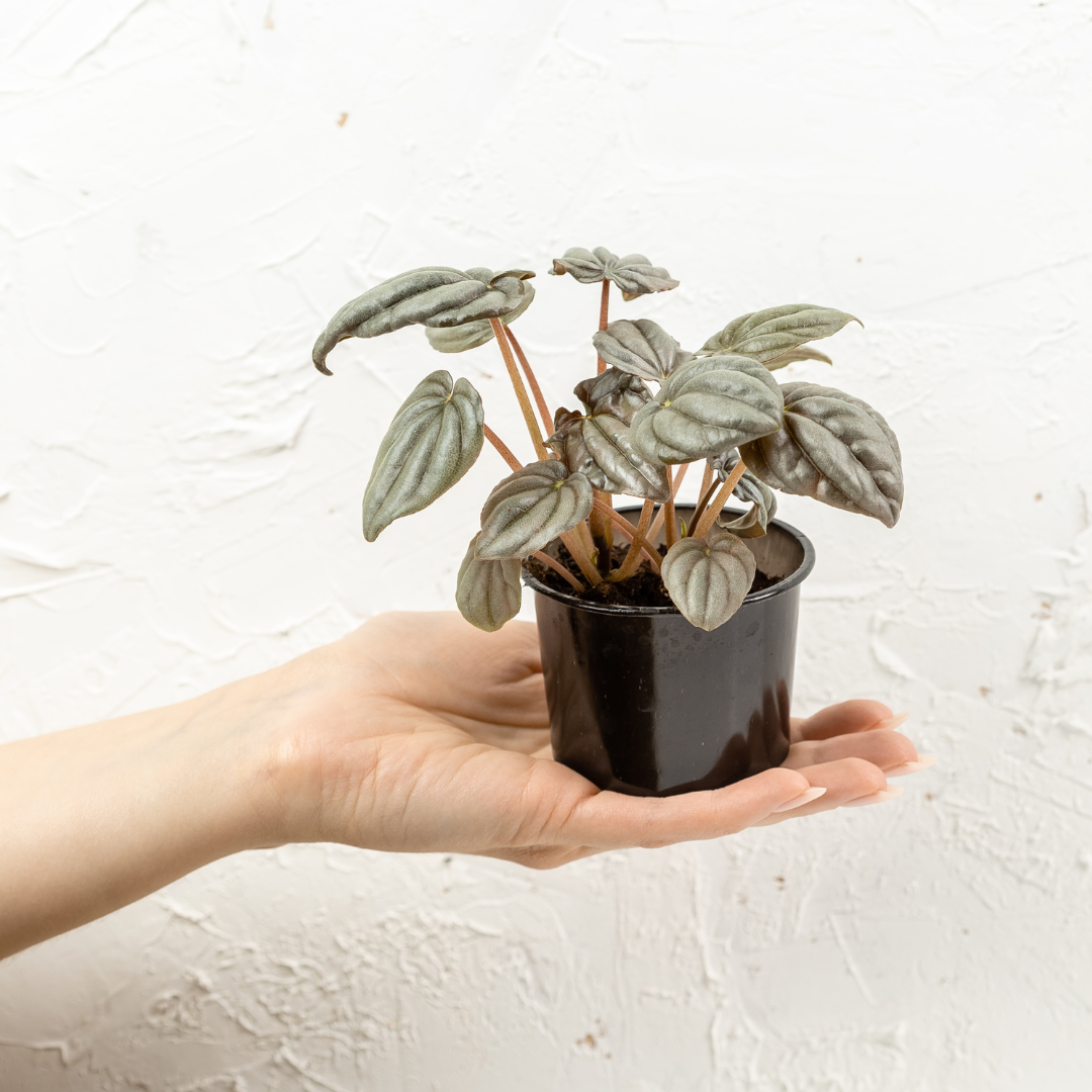 Peperomia