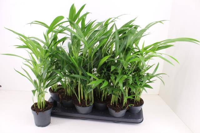 Dypsis lutescens