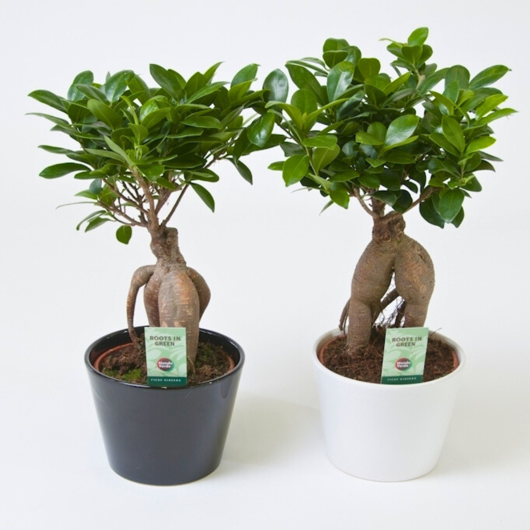 Ficus Ginseng Bonsai