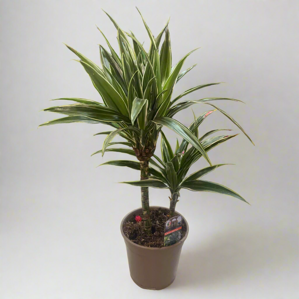 Dracaena Deremensis