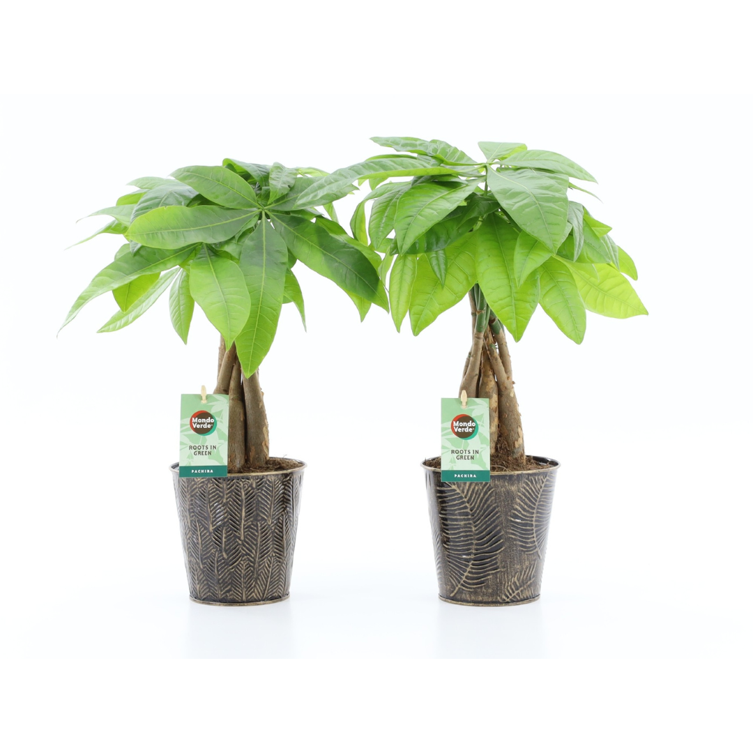 Money Tree (Pachira Aquatica)  (12Ø 55cm)