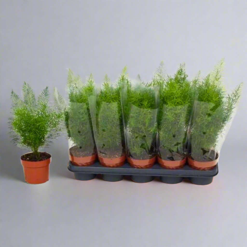 Asparagus densiflorus (Asparagus Fern)