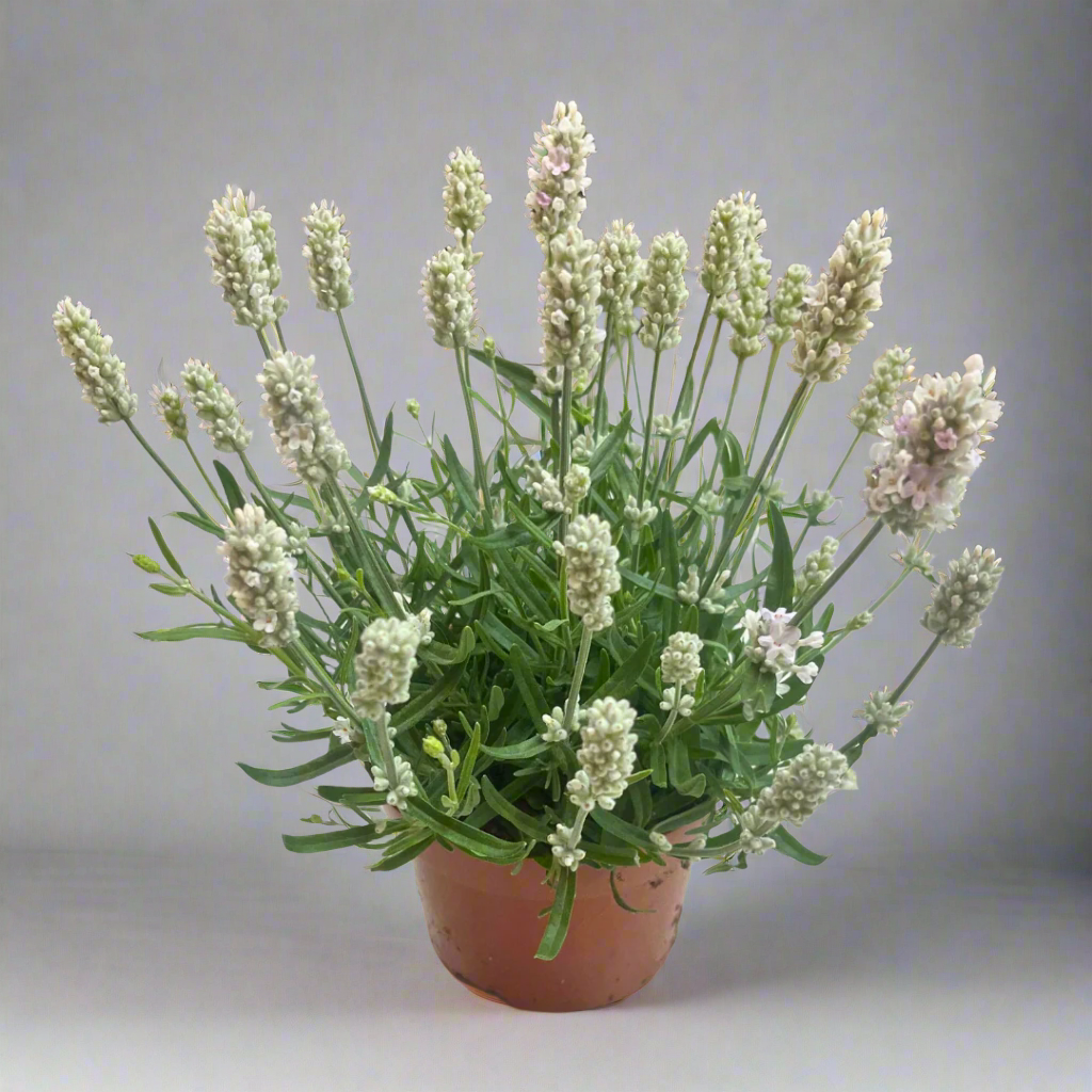 Lavandula angustifolia (White)