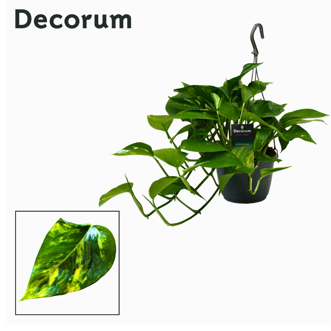Epipremnum Aureum (15Ø 35cm)