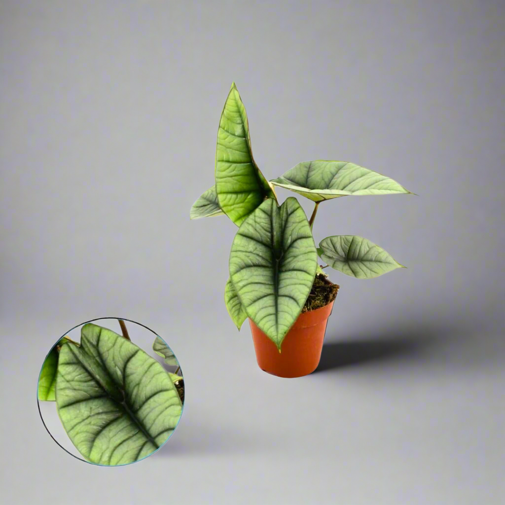 Alocasia Platinum (19Ø 60cm)