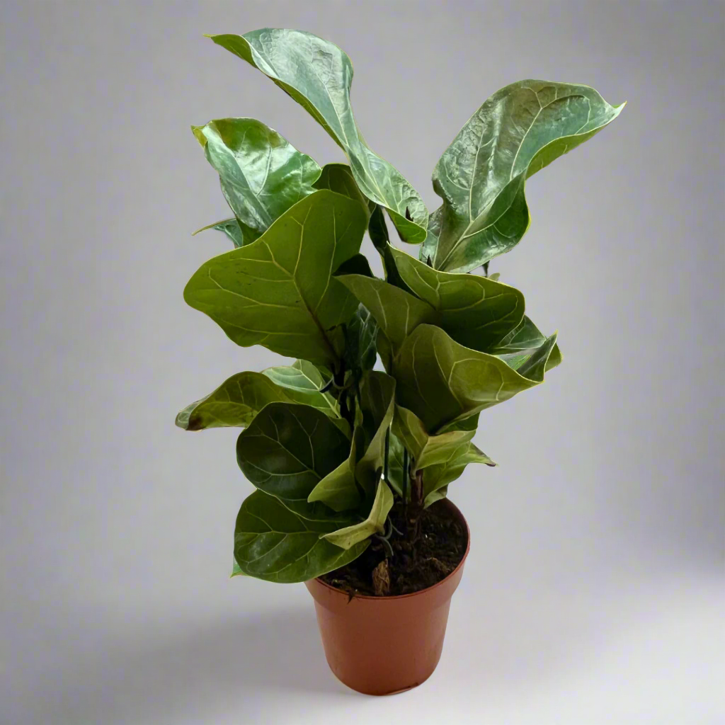 FICUS LYRATA