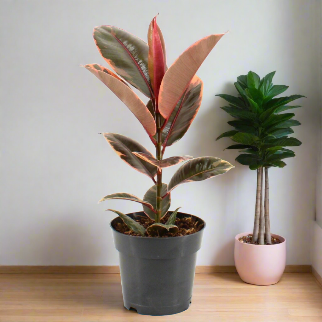 Ficus Elastica 'Belize' (17Ø 56cm)