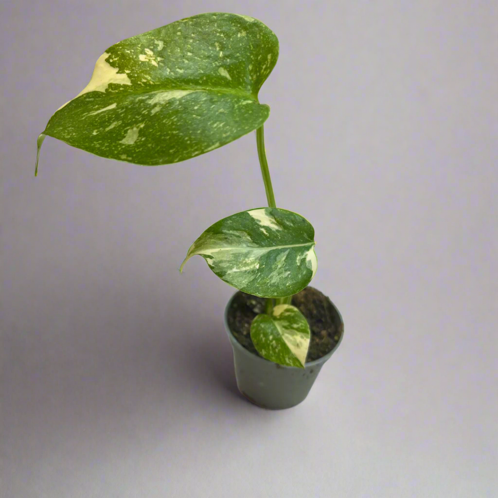 Monstera Thai Constellation Cheese Plant