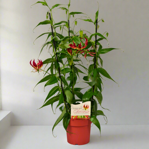 Gloriosa Rothschildiana: The Climbing Glory Lily
