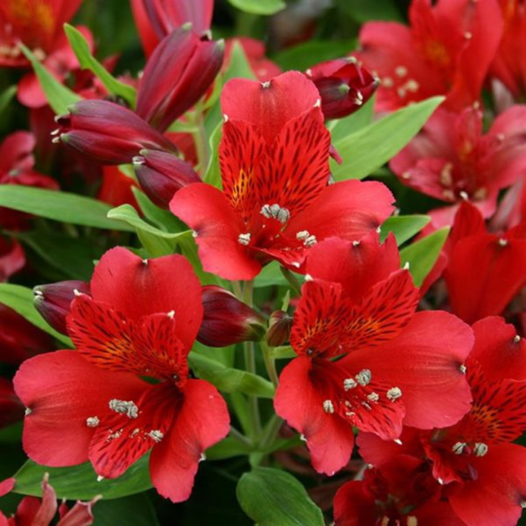 Alstroemeria (Peruvian Lily / Lily of the Incas)
