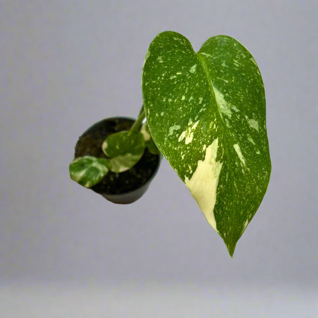 Monstera Thai Constellation Cheese Plant