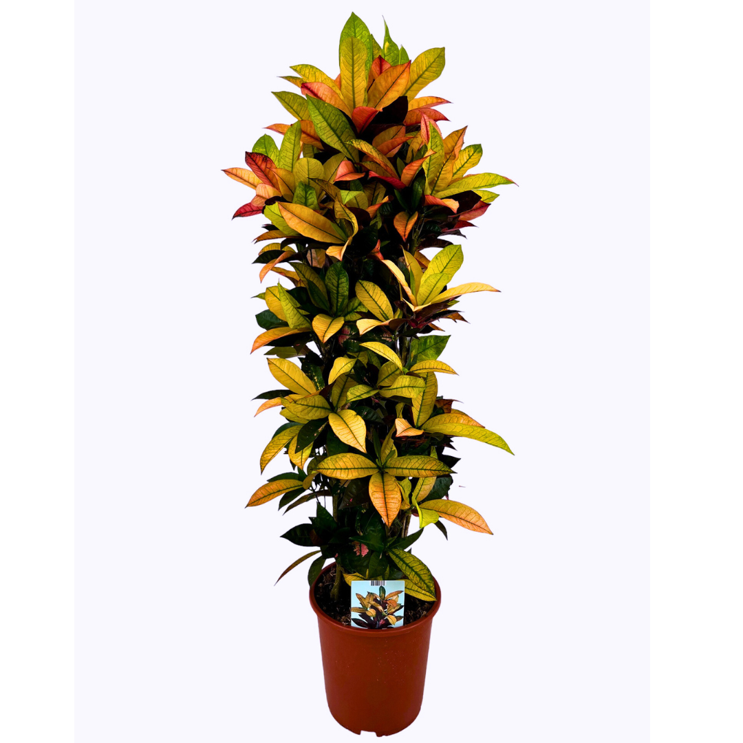 The Vibrant Croton (Codiaeum variegatum) (27Ø 140cm)