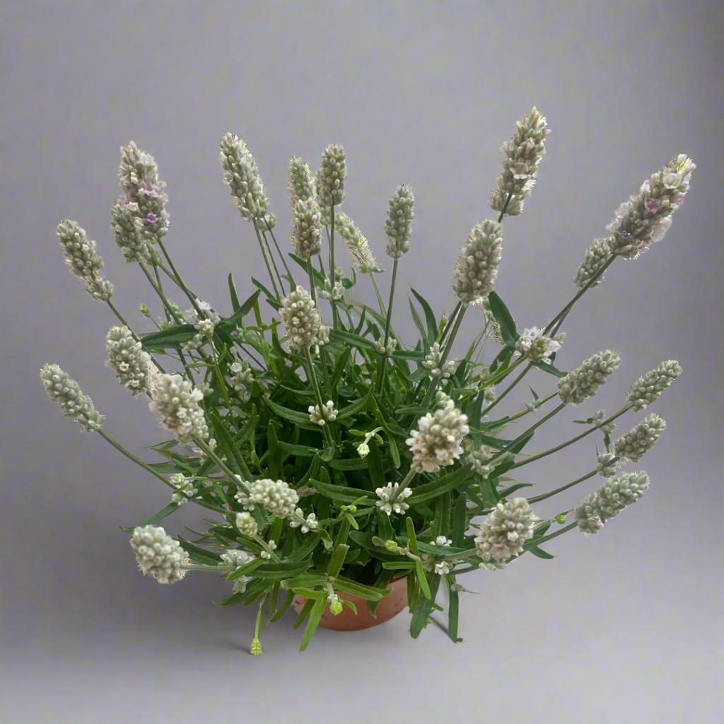 Lavandula angustifolia (White)