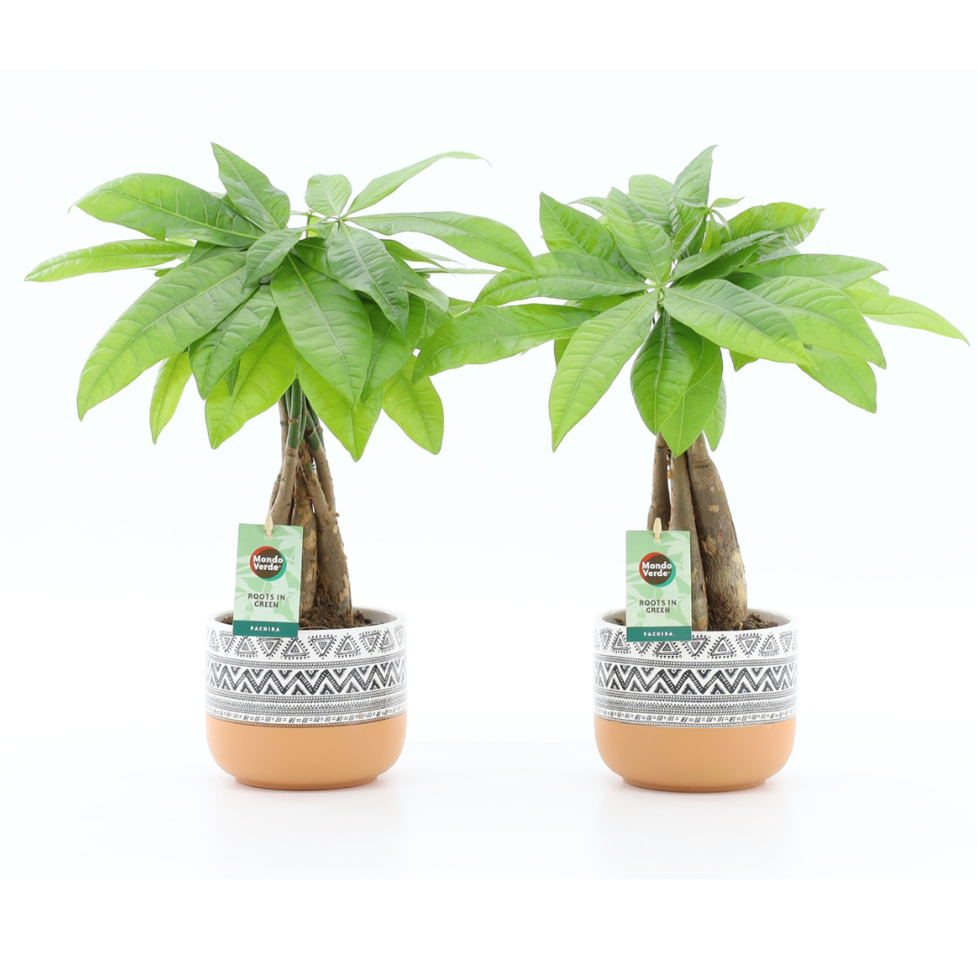 Money Tree (Pachira Aquatica)  (12Ø 55cm)