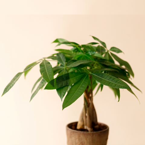 Money Tree (Pachira Aquatica)  (12Ø 55cm)