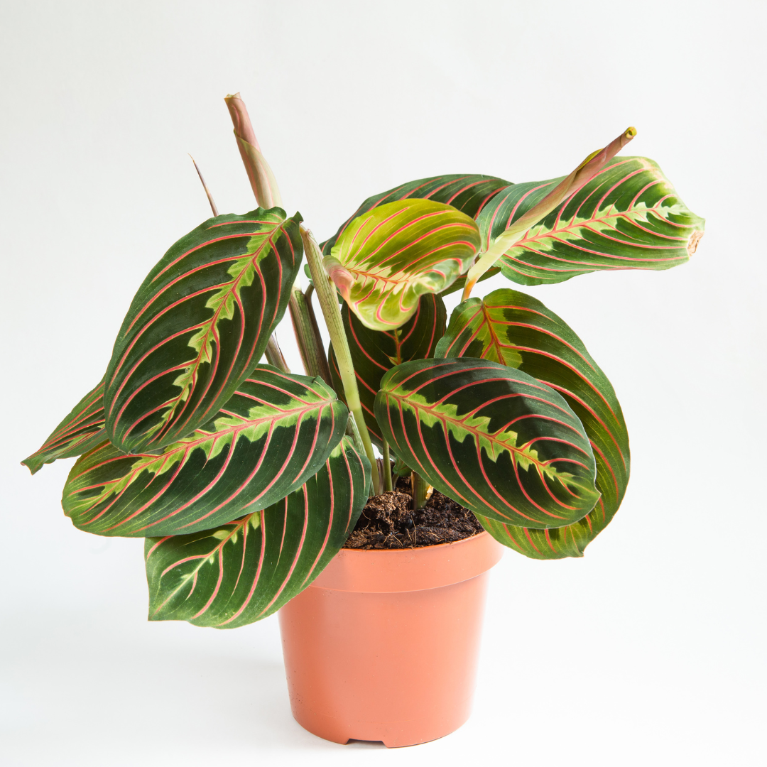 Maranta Fascinator (Prayer Plant): (12Ø 30cm)