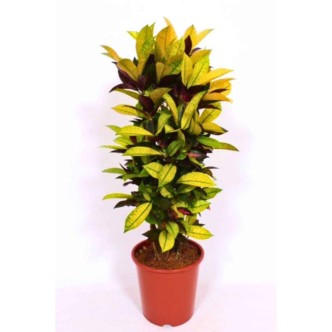 The Vibrant Croton (Codiaeum variegatum) (27Ø 140cm)