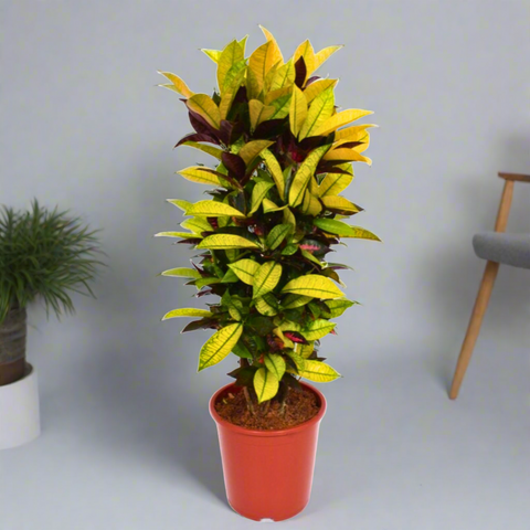 The Vibrant Croton (Codiaeum variegatum) (27Ø 140cm)