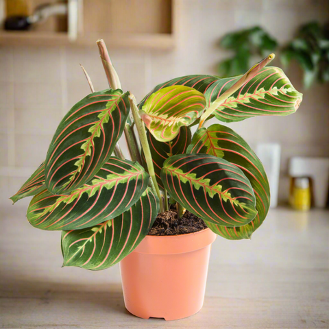 Maranta Fascinator (Prayer Plant): (12Ø 30cm)