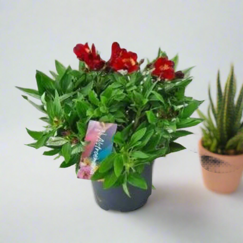 Alstroemeria (Peruvian Lily / Lily of the Incas)
