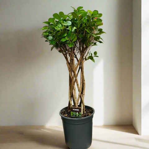 Ficus Microcarpa 'Moclame' Twisted (27Ø 100cm)