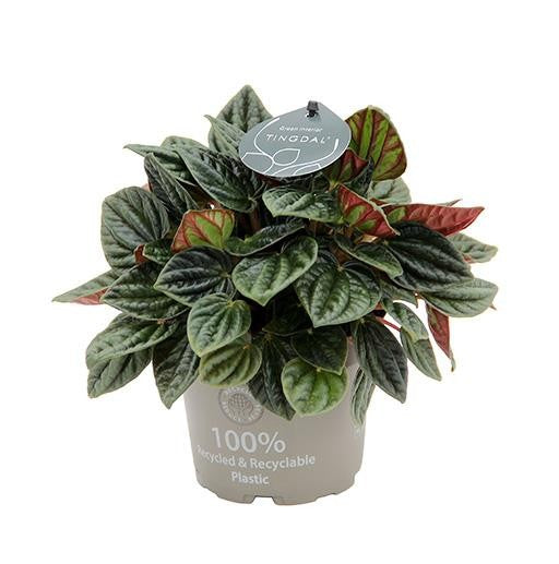 Peperomia