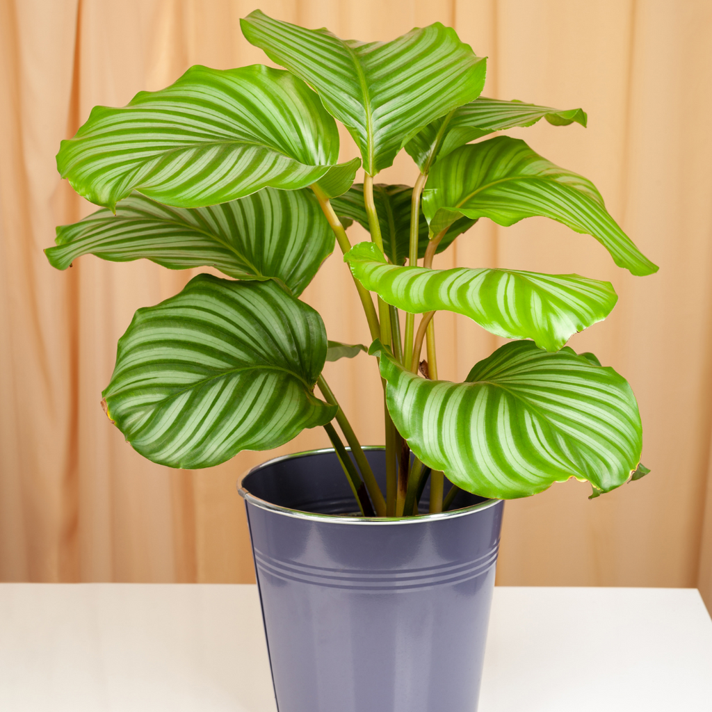 Calathea