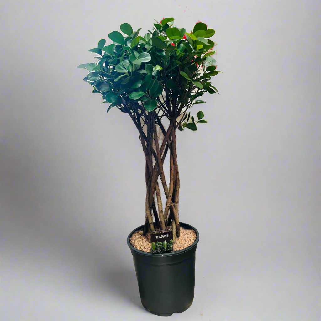 Ficus Microcarpa 'Moclame' Twisted (27Ø 100cm)
