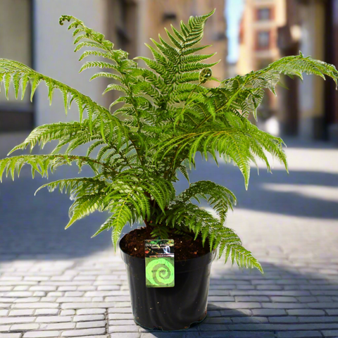 Dicksonia antarctica: The Majestic Tree Fern