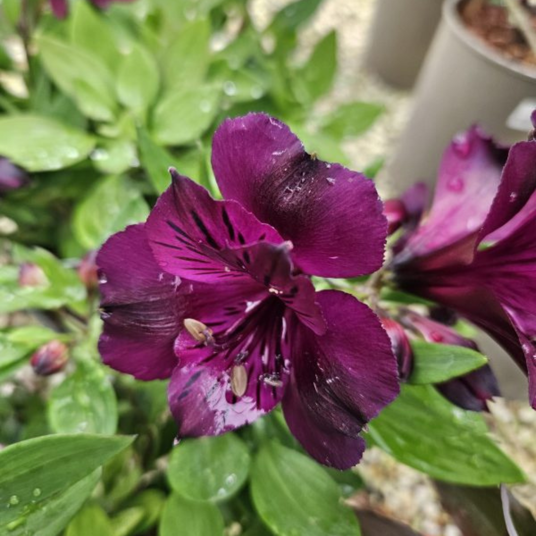 Alstroemeria (Peruvian Lily / Lily of the Incas)
