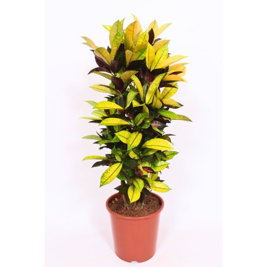 The Vibrant Croton (Codiaeum variegatum) (27Ø 140cm)